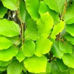 Fagus sylvatica 'Dawyck Gold' – 2