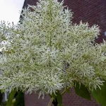 Fraxinus ornus ‘Paus Johannes Paulus ll’ – 2
