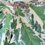 Quercus cerris ‘Argenteovariëgata’ – 2