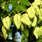 Koelreuteria paniculata ‘Fastigiata’ – 2