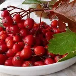 Crataegus pinnatifida major – 2