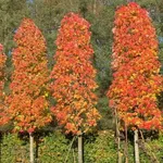 Acer rubrum 'Doric' – 2