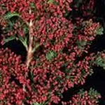 Chamaecyparis lawsoniana ‘Little Spire’ – 2