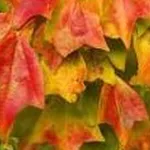 Acer buergerianum – 2