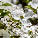 Cornus florida – 2