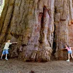 Sequoia sempervirens – 2