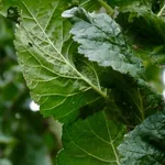 Ulmus ‘Columella’ – 2
