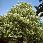 Aesculus hippocastanum – 2
