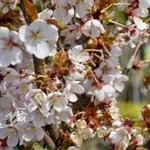 Prunus hillieri 'Spire' – 2