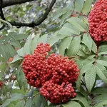 Sorbus sargentiana – 2