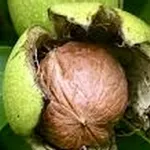 Juglans regia – 2