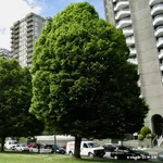 Carpinus betulus 'Fastigiata' – 2