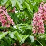 Aesculus carnea ‘Briottii’ – 2