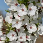 Prunus umeniko – 2