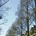 Ulmus minor ‘Sarniënsis’ (Monumetalis) – 2