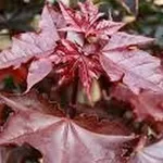 Acer platanoides ‘Crimson Sentry’ – 2