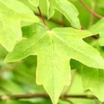 Acer campestre 'Elsrijk' – 2