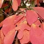 Sassafras albidum – 2