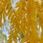 Gleditia triacanthos 'Skyline' – 2