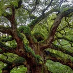 Quercus robur solitair – 2