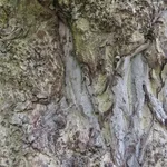 Pterocaria fraxinifolia – 2