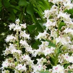 Aesculus hippocastanun – 2