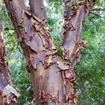 Acer griseum – 2