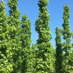 Liquidambar styraciflua ‘Slender Silhouette – 2