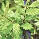 Carpinus betulus 'Quercifolia' – 2