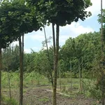 Ginkgo biloba ‘Mariken’ – 2