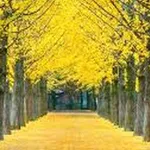 Ginkgo biloba – 2