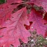 Quercus alba – 2