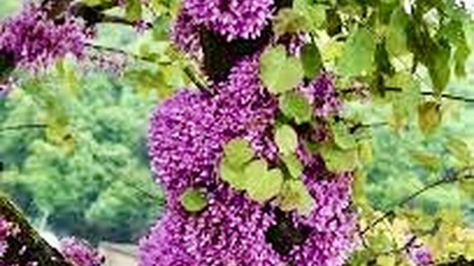 Cercis siliquastrum