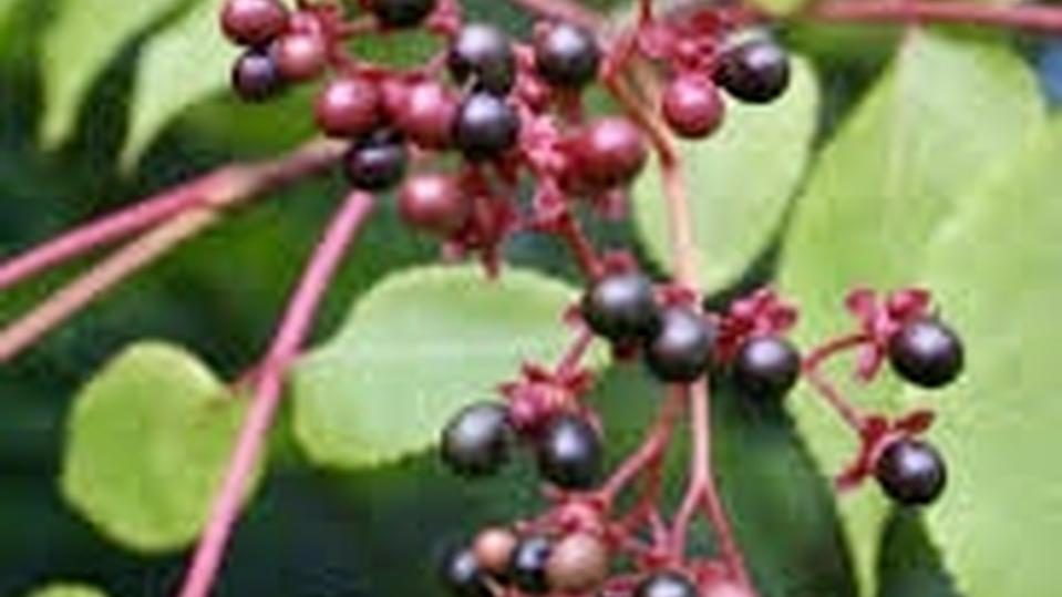Picrasma quassioides