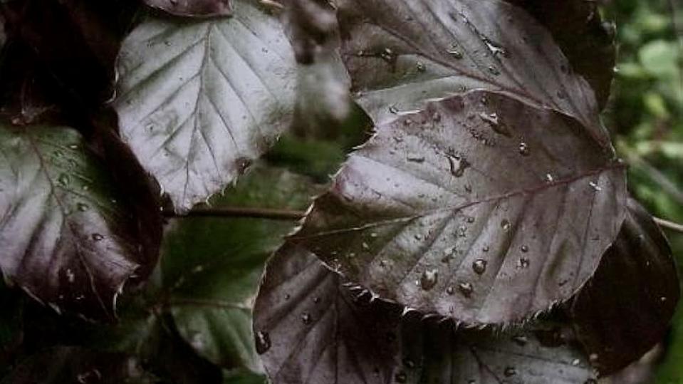 Fagus sylvatica ‘Dawyck Purple’