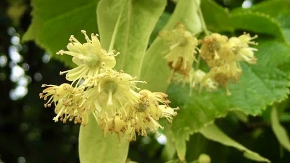 Tilia europea ‘Pallida’