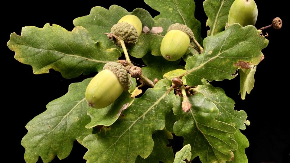 Quercus robur