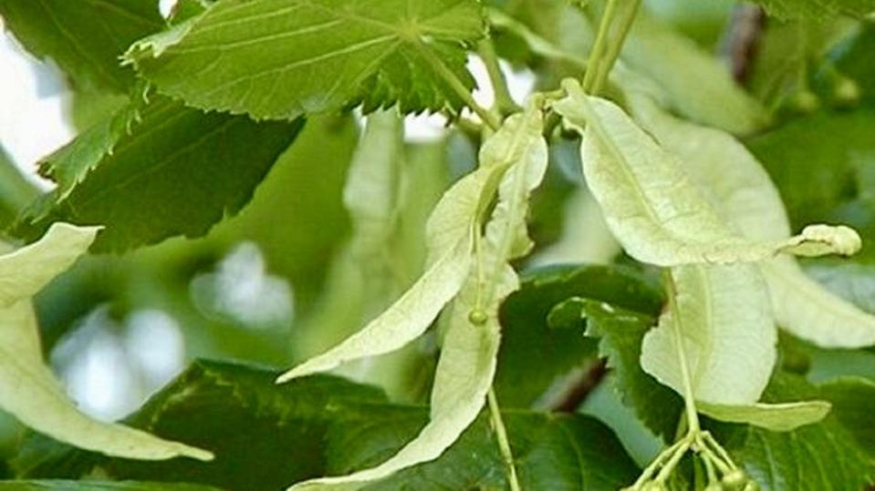 Tilia platyphyllos