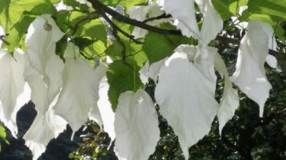 Davidia involucrata