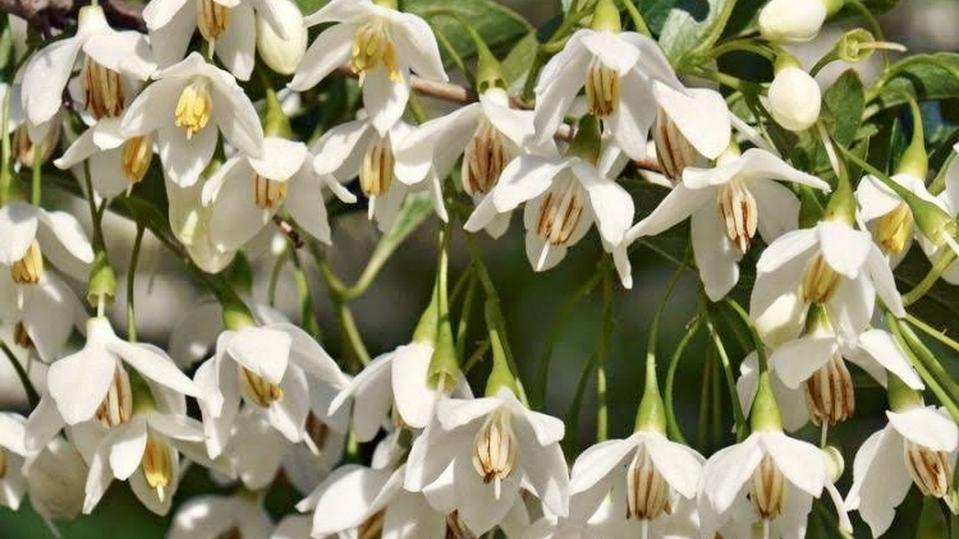 Styrax japonica