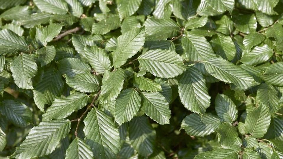 Carpinus betulus 'Frans Fontaine'