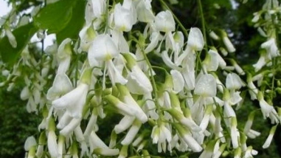 Cladrastis lutea