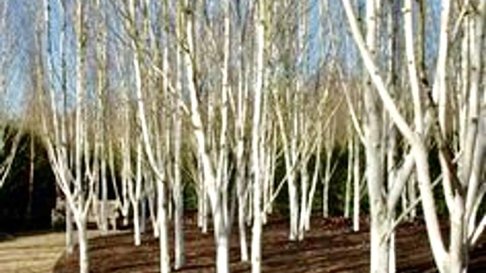 Betula utilis subsp. Jaquemontii (utilis)