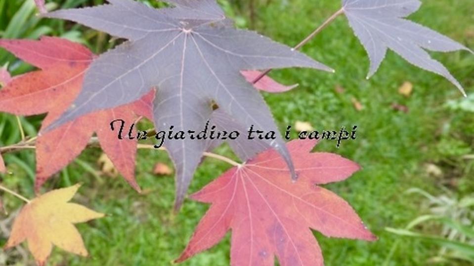 Liquidambar styraciflua ‘Paarl’