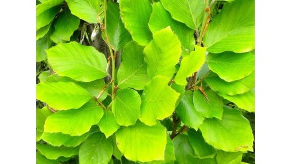 Fagus sylvatica 'Dawyck Gold'