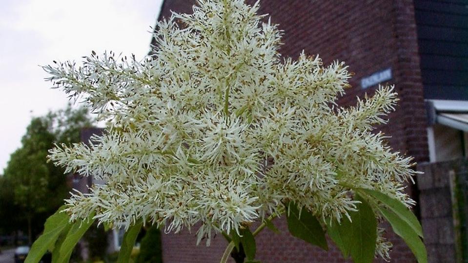 Fraxinus ornus ‘Paus Johannes Paulus ll’