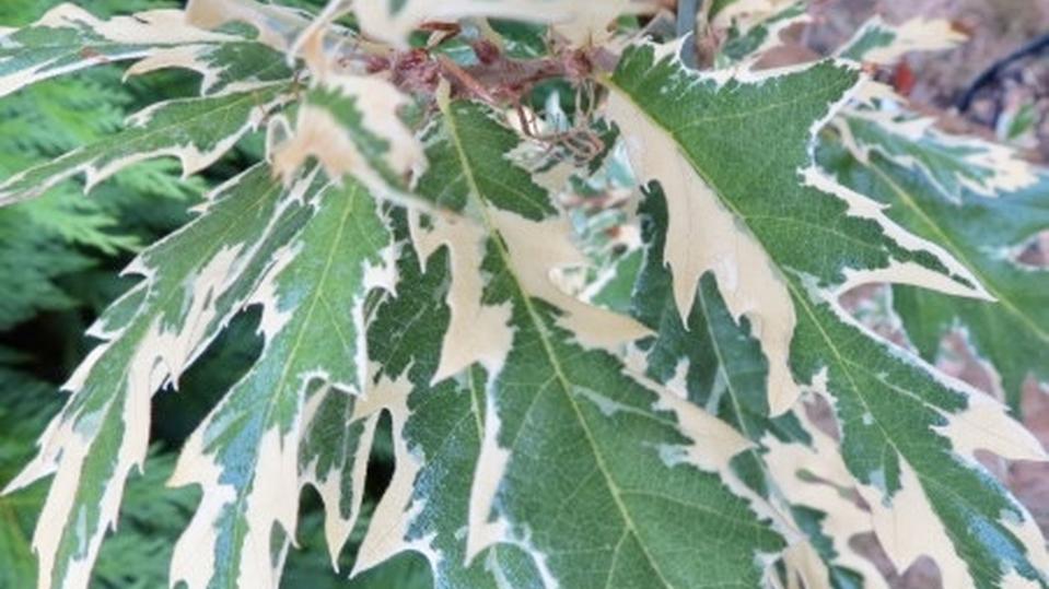 Quercus cerris ‘Argenteovariëgata’