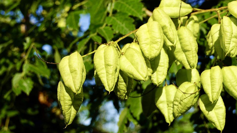 Koelreuteria paniculata ‘Fastigiata’