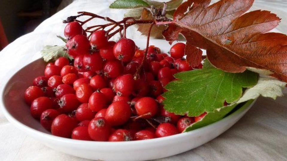 Crataegus pinnatifida major
