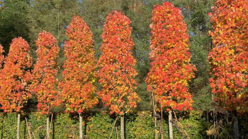 Acer rubrum 'Doric'